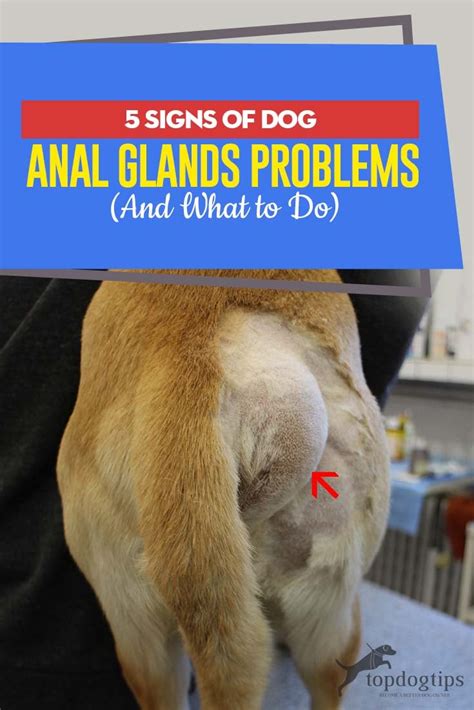 Leaking Anal Glands in Dogs: Causes & Remedies